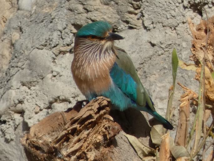 Coracias benghalensis, mandelík indický