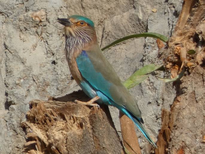 Coracias benghalensis, mandelík indický