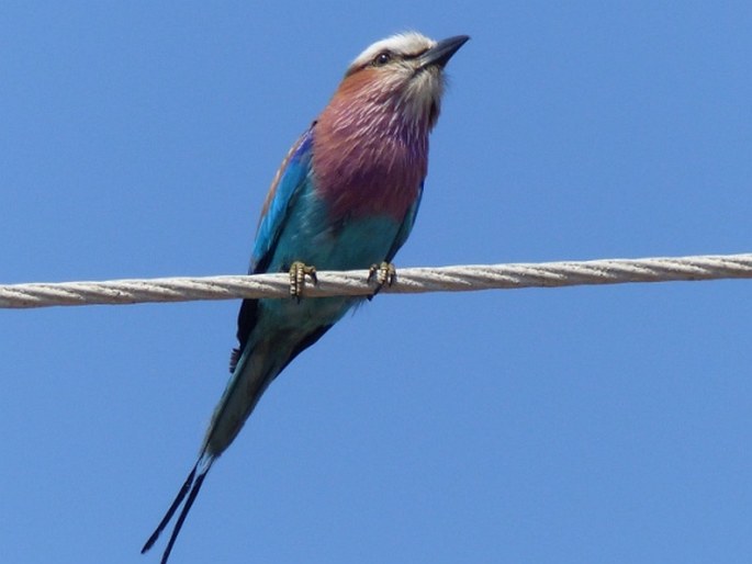 Coracias caudatus, mandelík fialovoprsý