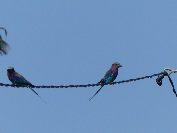 Coracias caudatus, mandelík fialovoprsý