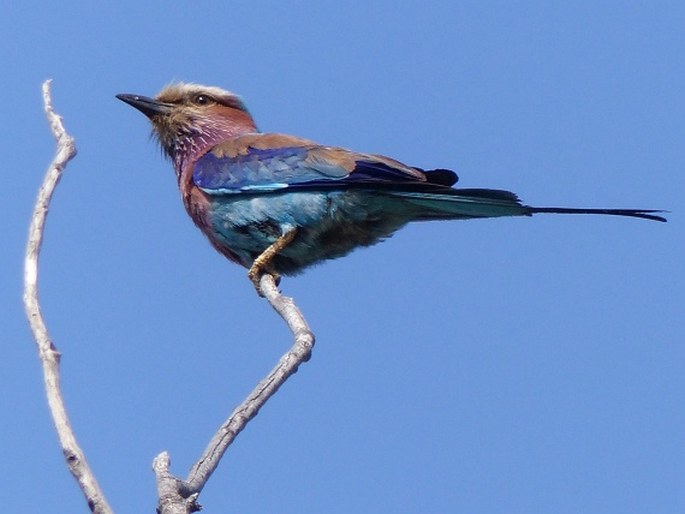 Coracias caudatus, mandelík fialovoprsý