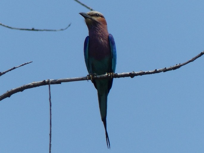 Coracias caudatus, mandelík fialovoprsý