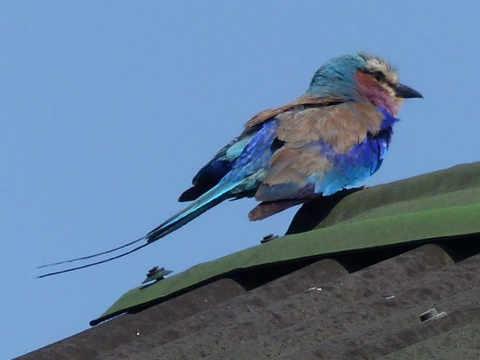 Coracias caudatus, mandelík fialovoprsý