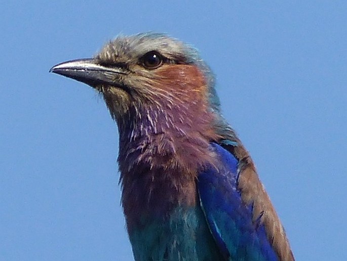 Coracias caudatus, mandelík fialovoprsý