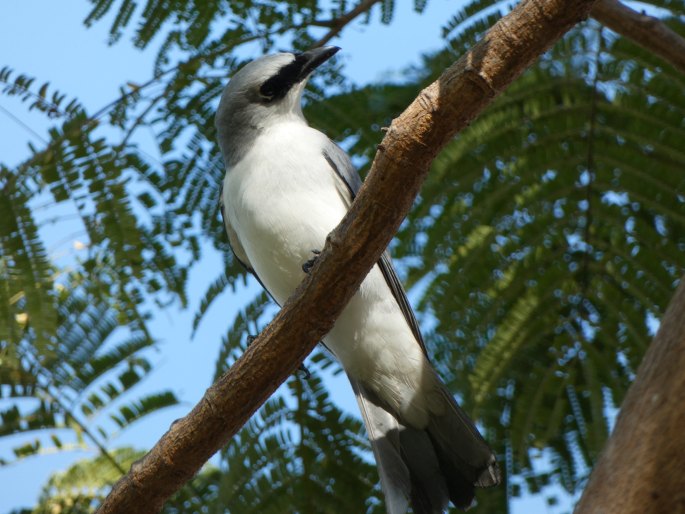 Coracina papuensis, housenčík papuánský