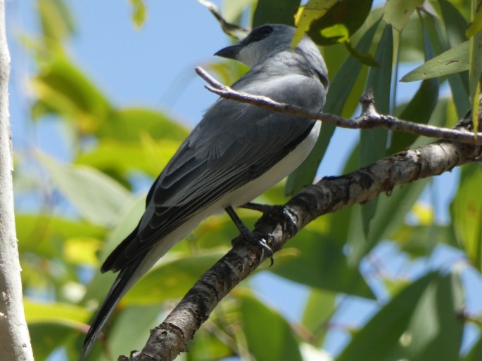 Coracina papuensis, housenčík papuánský