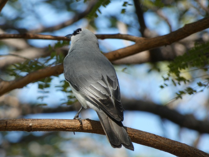 Coracina papuensis, housenčík papuánský