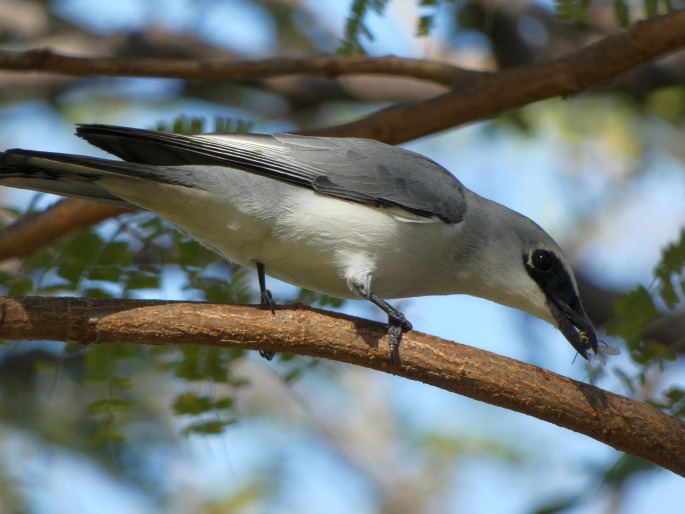 Coracina papuensis, housenčík papuánský