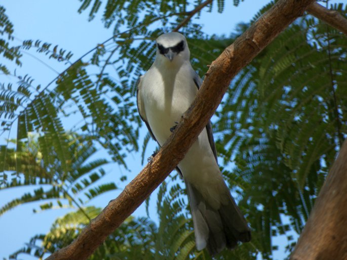 Coracina papuensis, housenčík papuánský