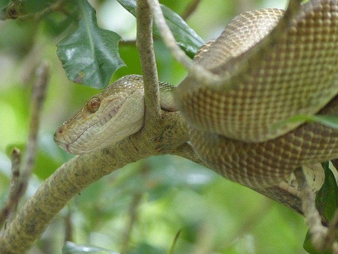 Corallus ruschenbergerii, psohlavec hnědý