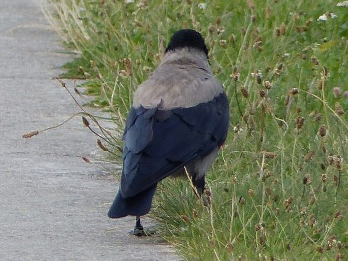 Corvus cornix, vrána šedá