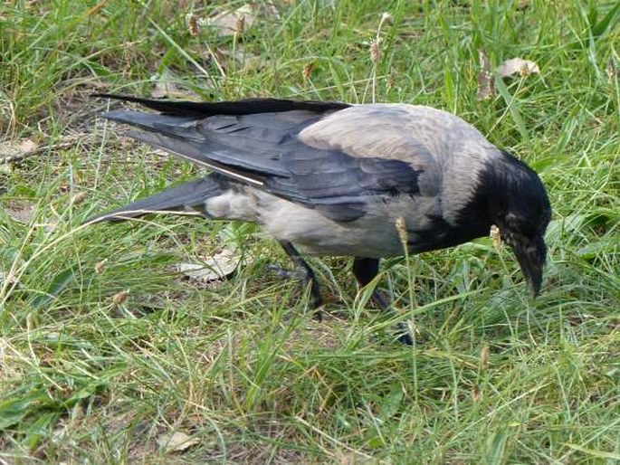 Corvus cornix, vrána šedá