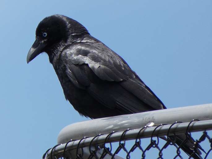 Corvus coronoides, krkavec australský