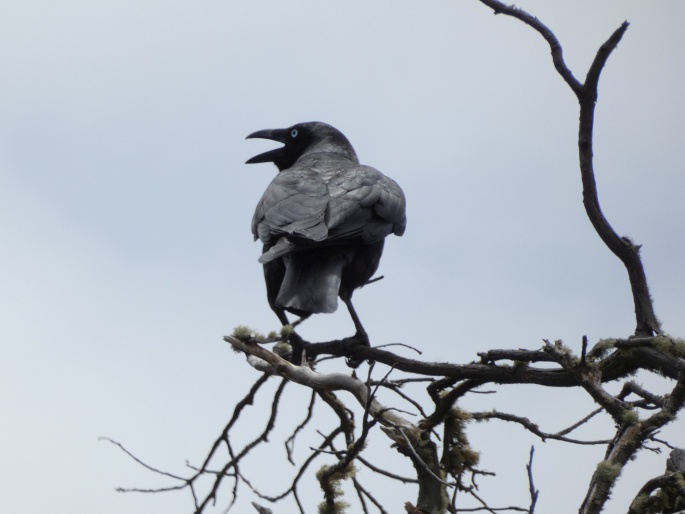 Corvus coronoides, krkavec australský