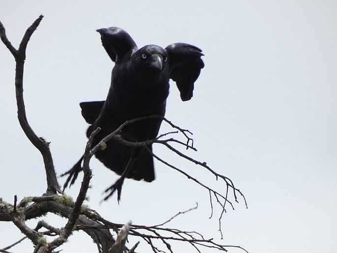 Corvus coronoides, krkavec australský