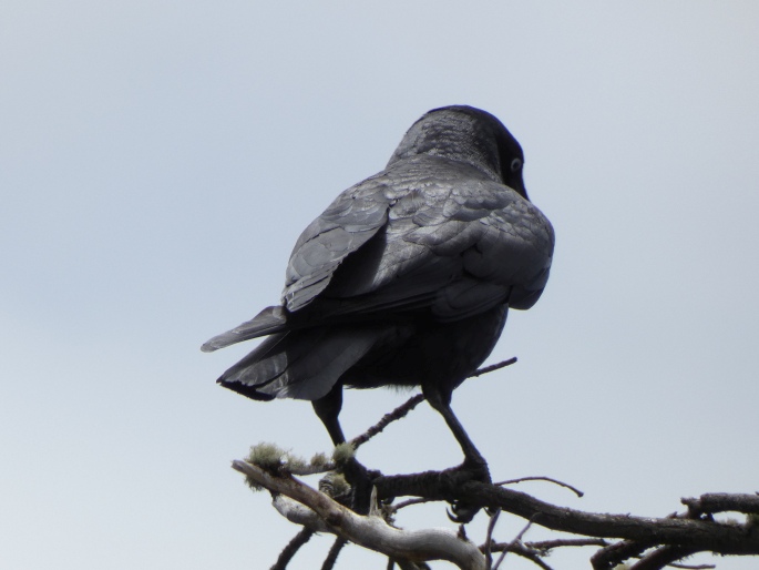 Corvus coronoides, krkavec australský