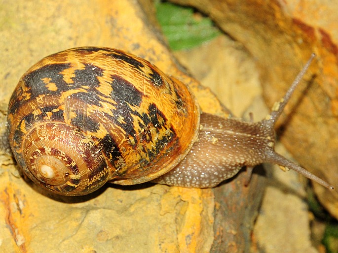 Cornu aspersum, hlemýždík kropenatý