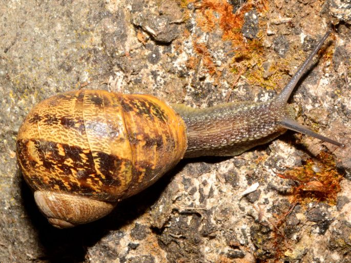 Cornu aspersum, hlemýždík kropenatý