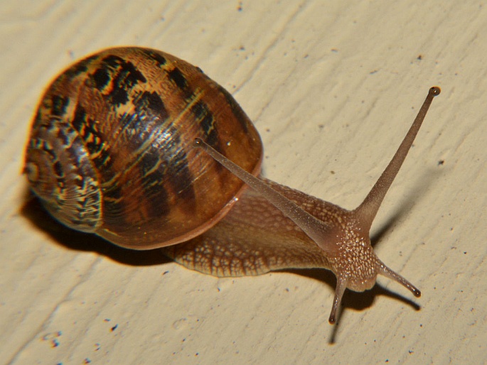 Cornu aspersum, hlemýždík kropenatý