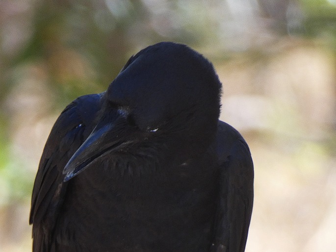 Corvus orru cecilae, vrána australská západní