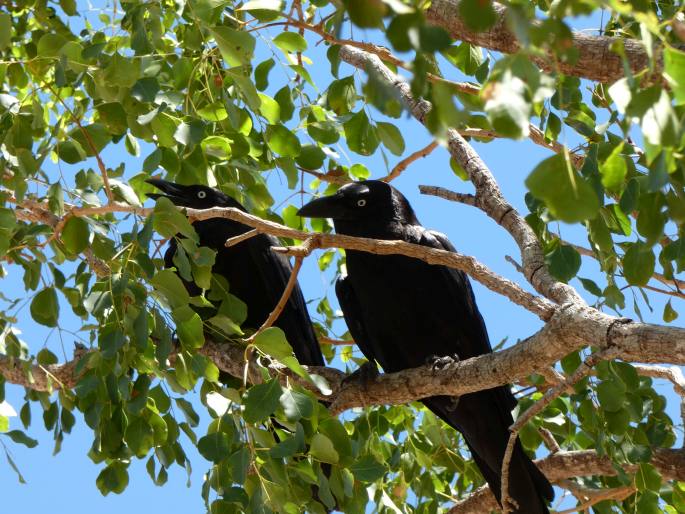 Corvus orru cecilae, vrána australská západní