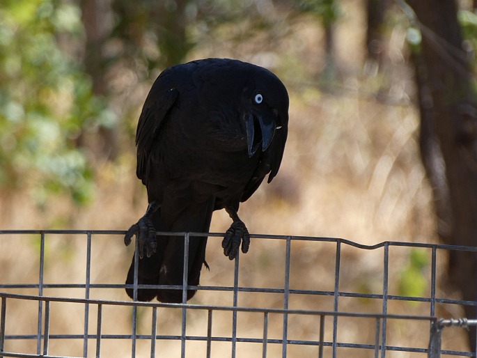 Corvus orru cecilae, vrána australská západní