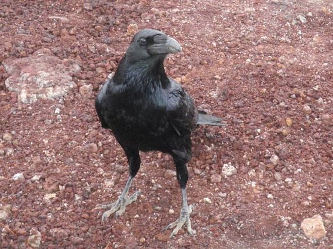 Corvus corax subsp. canariensis, krkavec velký