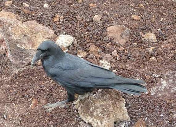 Corvus corax, krkavec velký