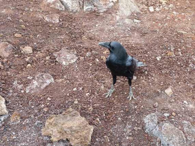 Corvus corax, krkavec velký