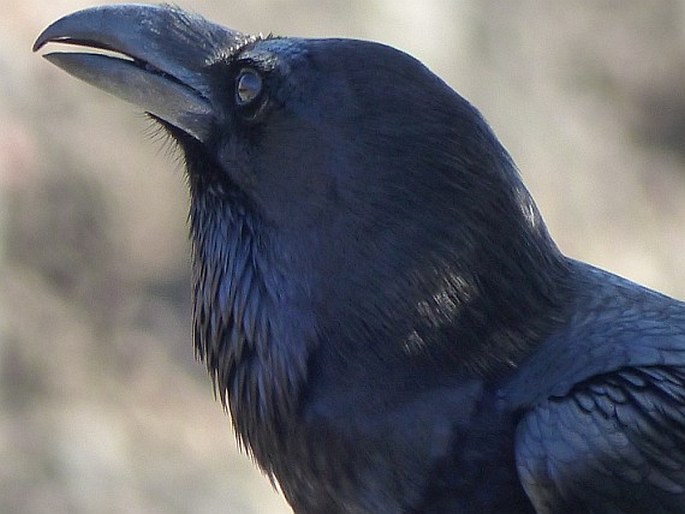 Corvus corax, krkavec velký