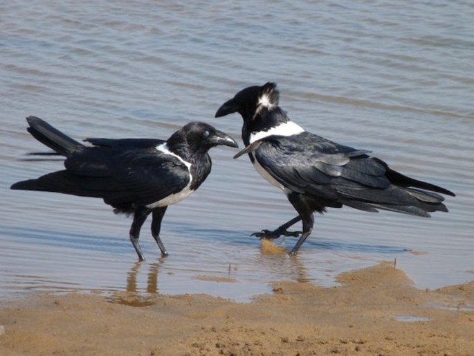 Corvus albus, vrána černobílá