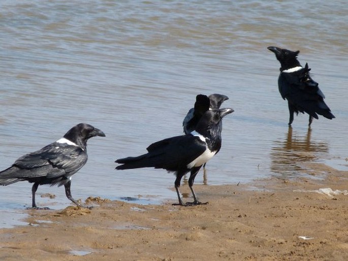 Corvus albus, vrána černobílá