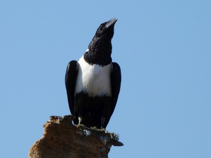 Corvus albus, vrána černobílá