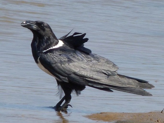 Corvus albus, vrána černobílá