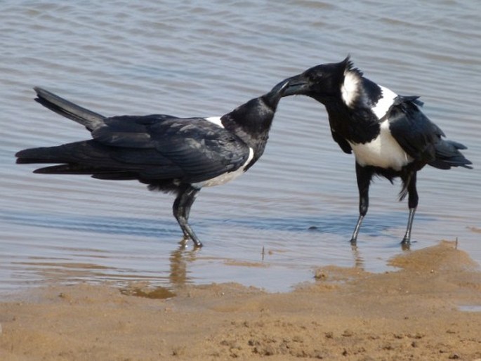 Corvus albus, vrána černobílá