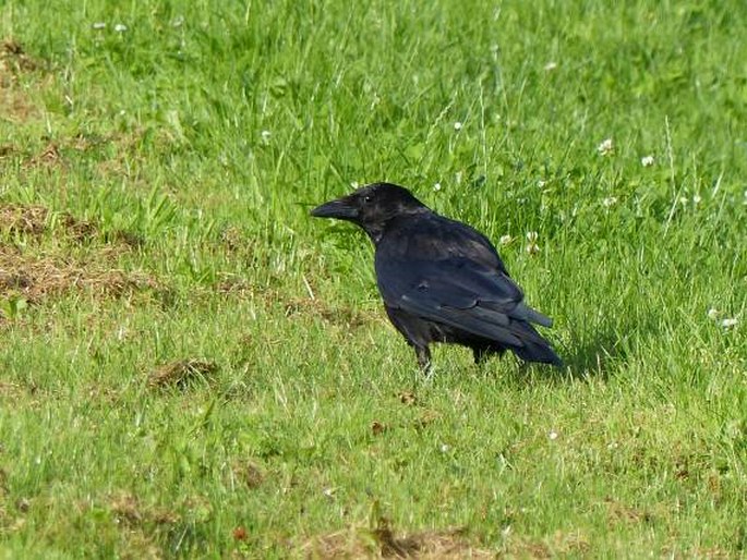 Corvus corone, vrána obecná