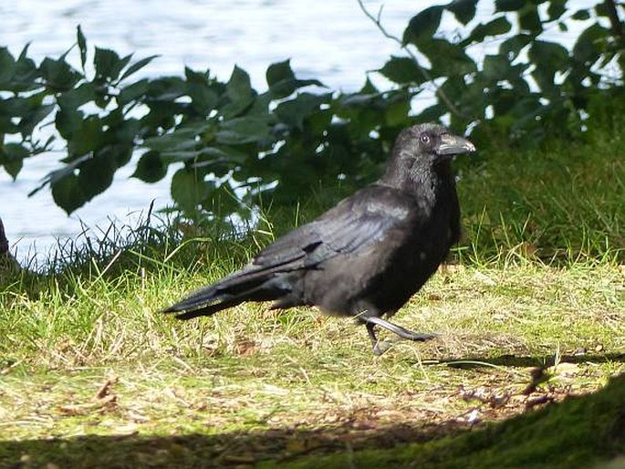 Corvus corone, vrána obecná