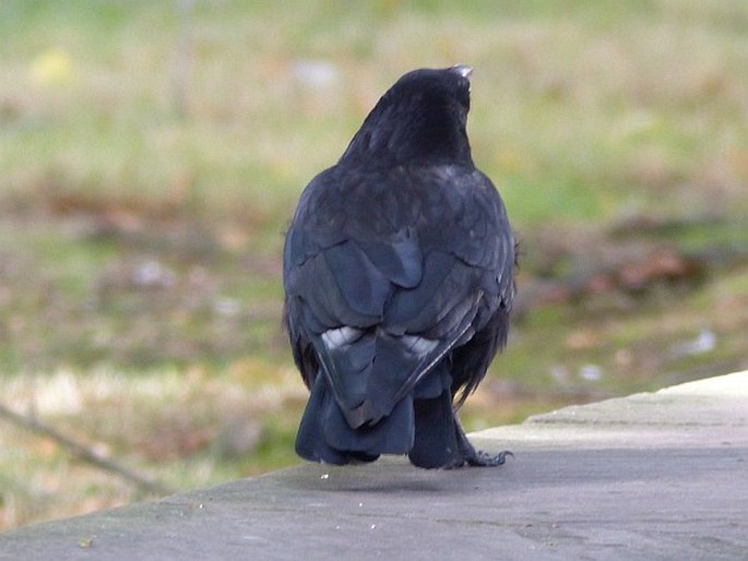 Corvus corone, vrána obecná