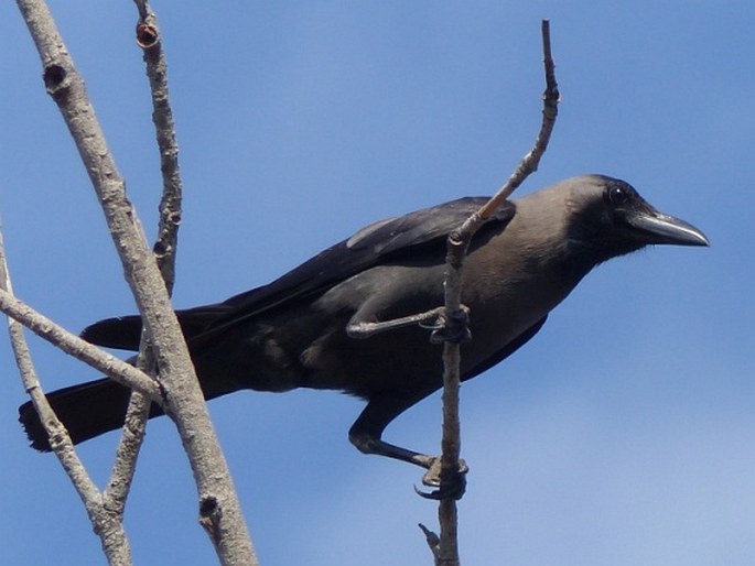 Corvus splendens, vrána domácí