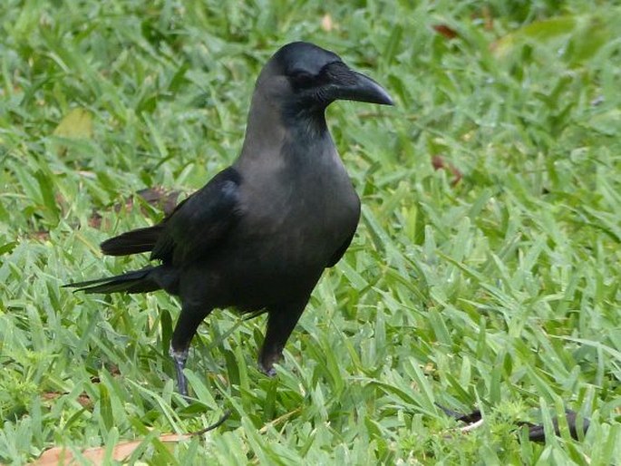 Corvus splendens, vrána domácí