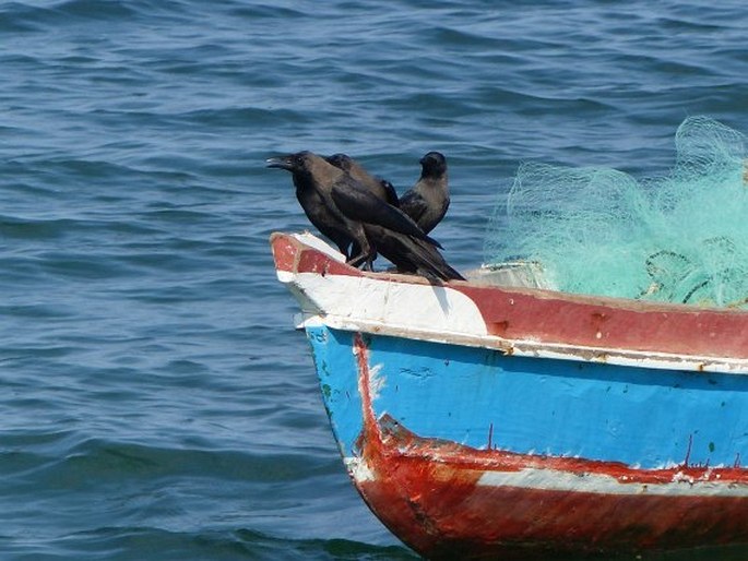 Corvus splendens, vrána domácí