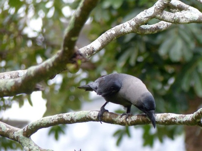 Corvus splendens, vrána domácí