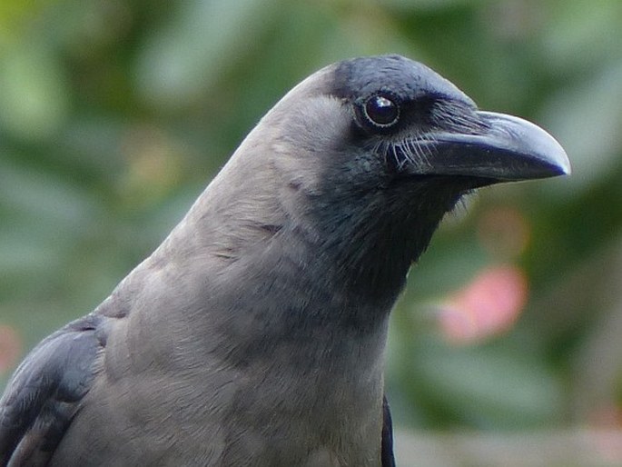 Corvus splendens, vrána domácí