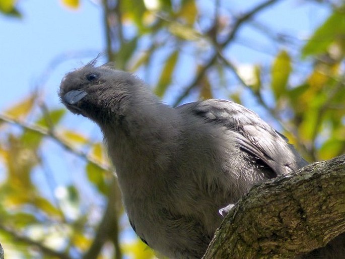 Corythaixoides concolor, sparák šedý