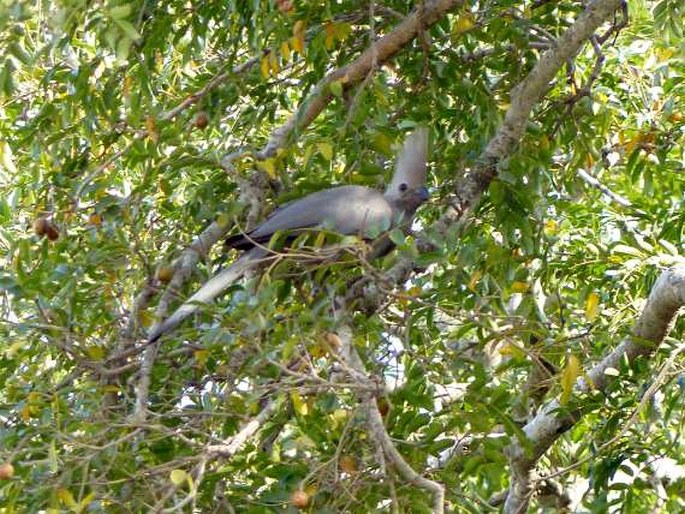 Corythaixoides concolor, sparák šedý