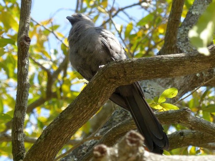 Corythaixoides concolor, sparák šedý