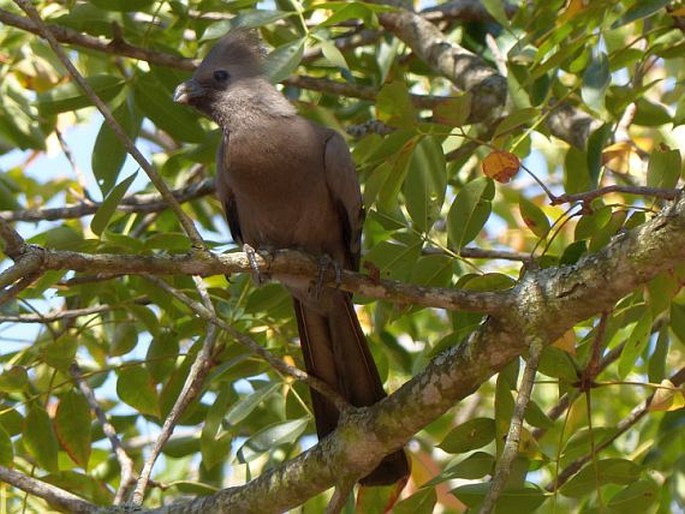 Corythaixoides concolor, sparák šedý