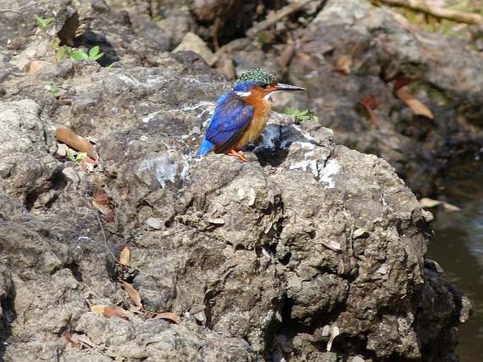 Corythornis vintsioides, ledňáček chocholatý