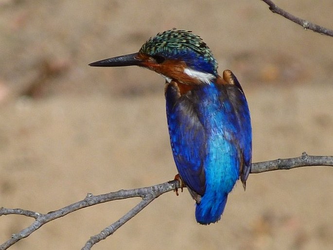 Corythornis vintsioides, ledňáček chocholatý