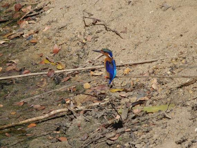 Corythornis vintsioides, ledňáček chocholatý